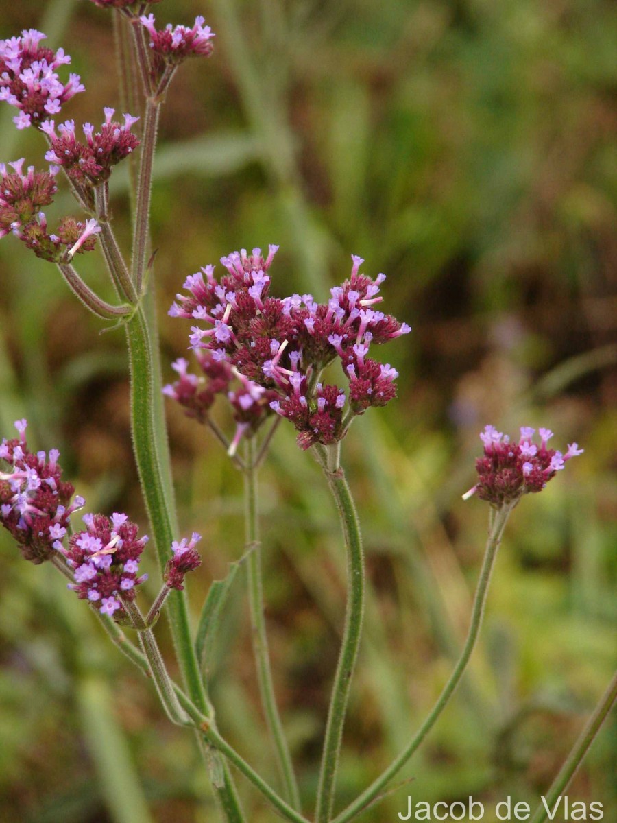 Verbena bonariensis L.